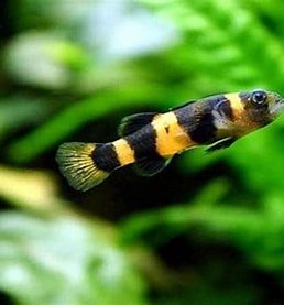 Bumblebee Goby