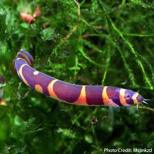 Kuhli Loach
