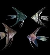 Longfin Angelfish Assorted
