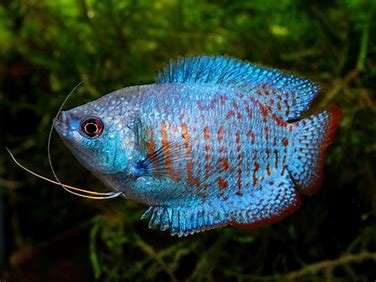 Dwarf Gourami Pair